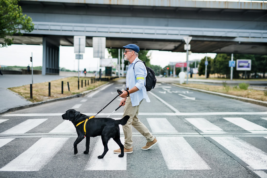 A blind person with a white cane and a guide dog cross a street. Photo