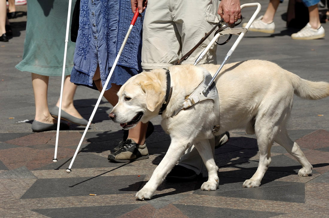 Vodiaci pes pri práci. Biely labrador s postrojom vedie nevidiaceho človeka. Fotografia.