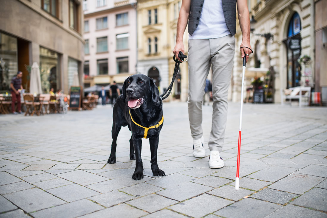 A blind person with a white cane and a guide dog walking in a town. Photo