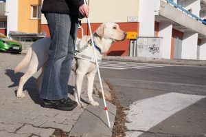 Záber na vodiaceho psa pri svojom pánovi, ktorému vidno len nohy a bielu palicu, ako spoločne čakajú pred priechodom pre chodcov.