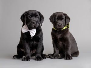 Dve čierne šteniatka vodiacich psov - labradorov, ktoré majú okolo krku bielu a zelenkavú mašličku.
